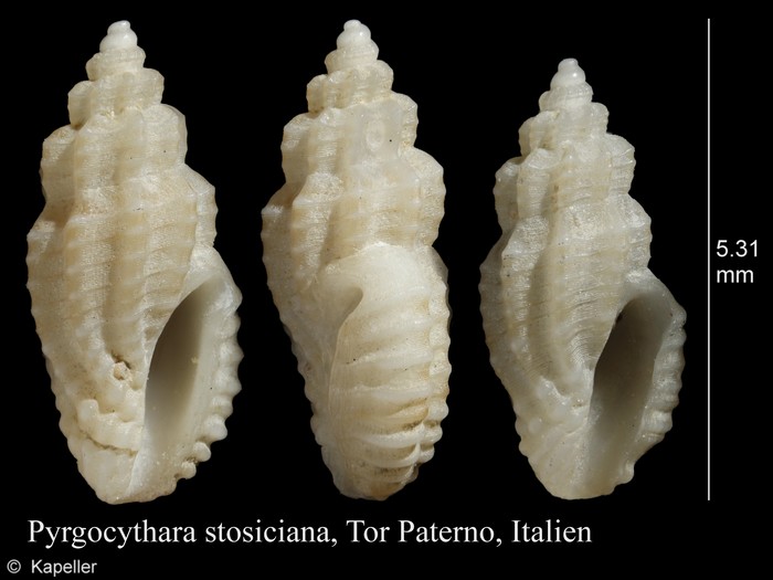 Pyrgocythara stosiciana