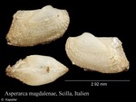 Asperarca magdalenae