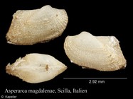 Asperarca magdalenae
