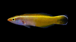 Labroides inopinatus