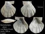 Karnekampia alicei