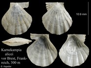 Karnekampia alicei