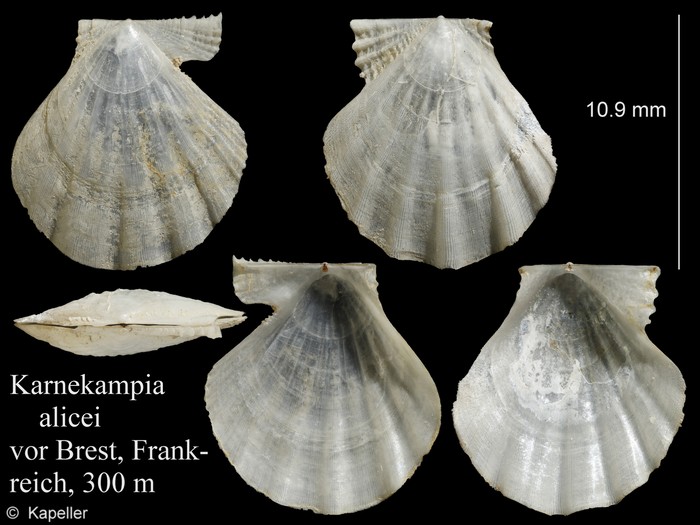 Karnekampia alicei