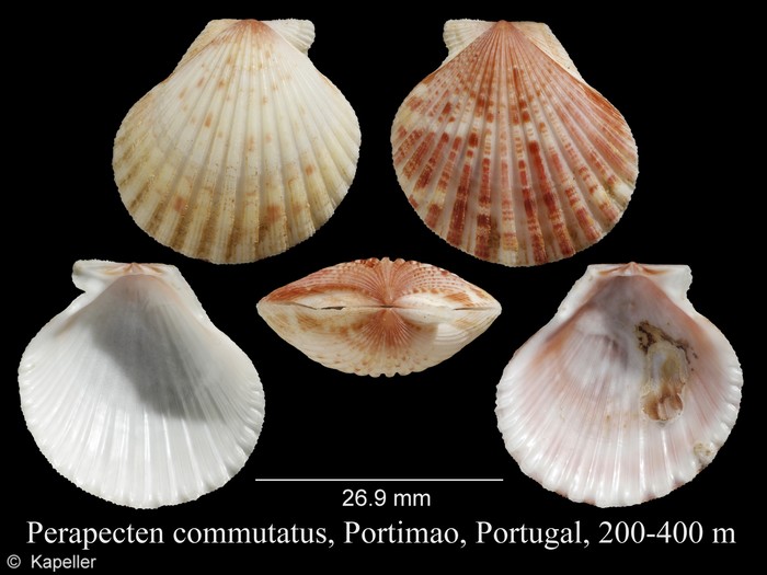 Perapecten commutatus