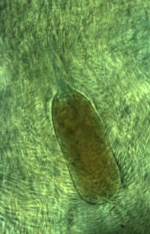 Holotype