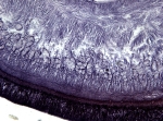 Holotype