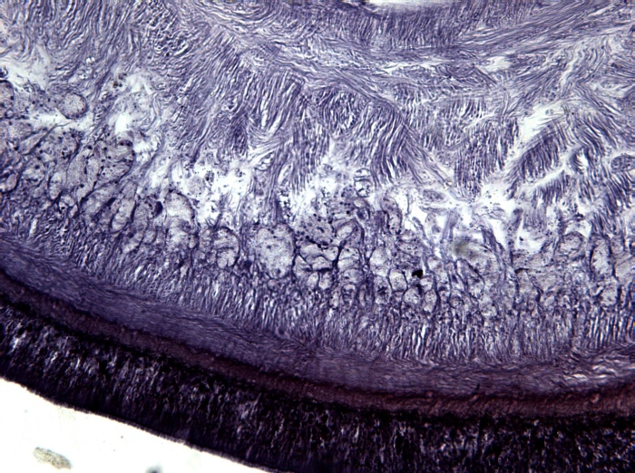 Holotype