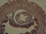Holotype