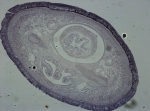 Holotype