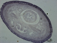 Holotype