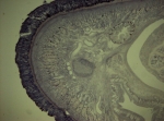 Holotype