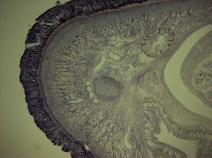 Holotype