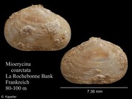Mioerycina coarctata
