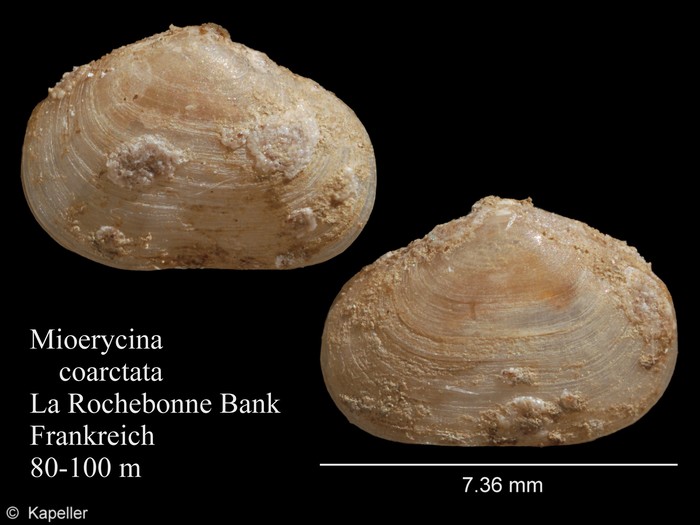 Mioerycina coarctata