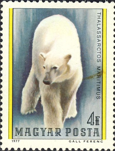 Ursus maritimus Ursus maritimus