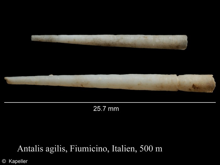 Antalis agilis