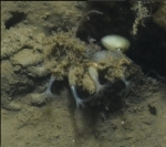 Clavularia modesta