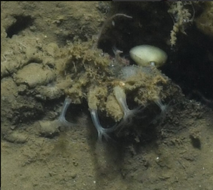 Clavularia modesta