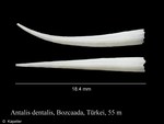Antalis dentalis