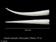 Antalis dentalis