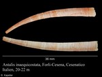 Antalis inaequicostata