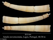 Antalis novemcostata