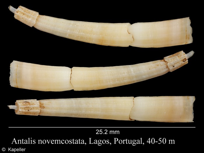 Antalis novemcostata