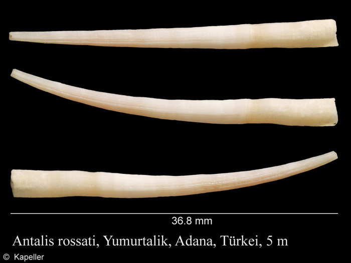 Antalis rossati