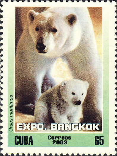 Ursus maritimus Ursus maritimus