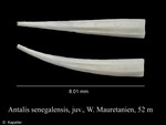 Antalis senegalensis