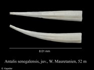 Antalis senegalensis