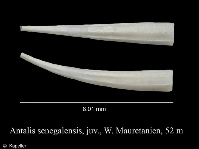 Antalis senegalensis