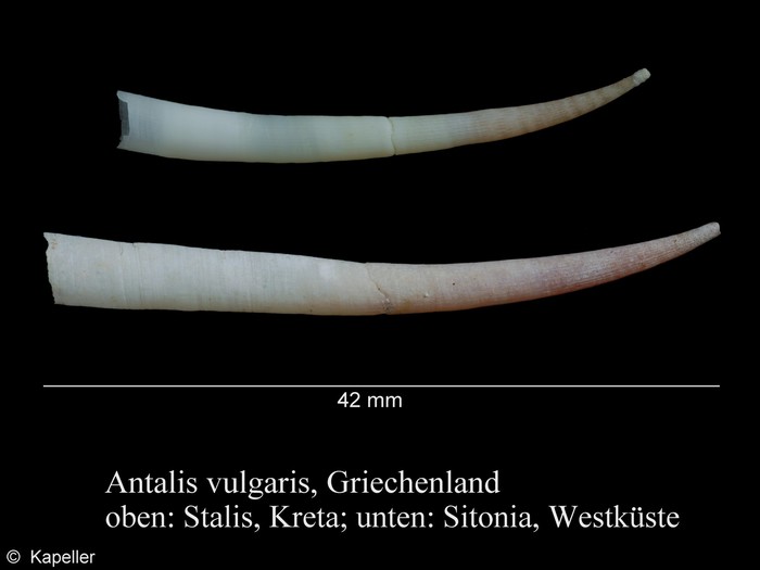Antalis vulgaris