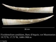 Fissidentalium candidum