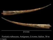 Fustiaria rubescens