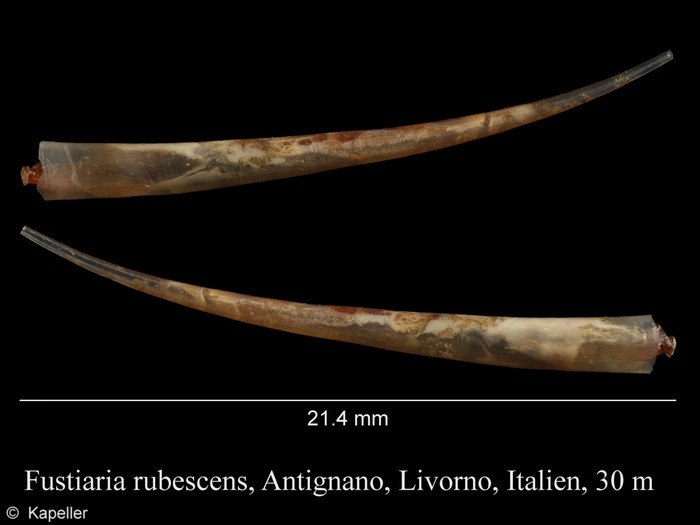 Fustiaria rubescens