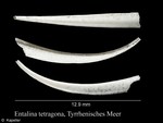 Entalina tetragona