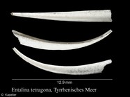 Entalina tetragona