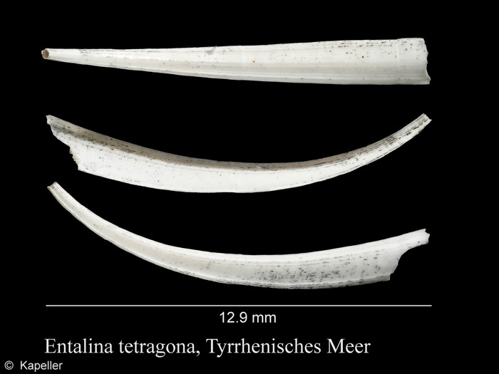 Entalina tetragona
