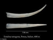 Entalina tetragona