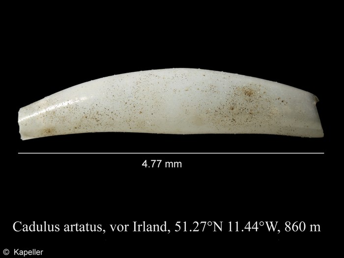 Cadulus artatus