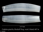 Cadulus gracilis