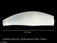 Cadulus jeffreysii