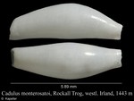 Cadulus monterosatoi