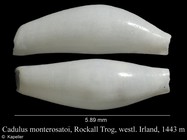 Cadulus monterosatoi