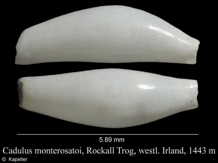 Cadulus monterosatoi