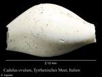 Cadulus ovulum