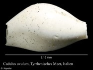 Cadulus ovulum