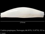 Cadulus propinquus