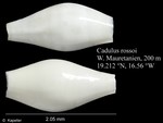 Cadulus rossoi